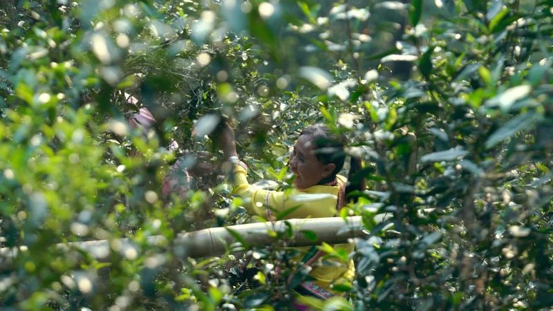 有关于普洱思茅：茶旅深度融合 打造乡村振兴的“老安寨样本”的相关信息(15)