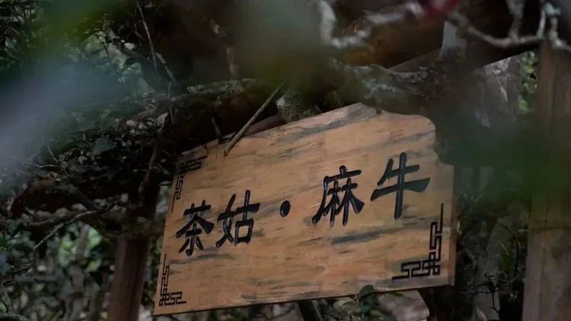 有关于普洱思茅：茶旅深度融合 打造乡村振兴的“老安寨样本”的相关信息(4)