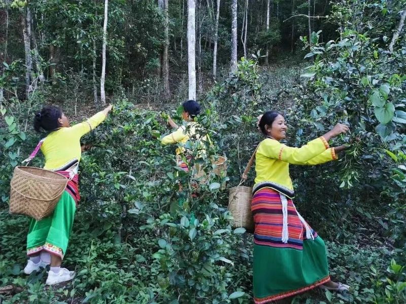 有关于普洱思茅：茶旅深度融合 打造乡村振兴的“老安寨样本”的相关信息(2)