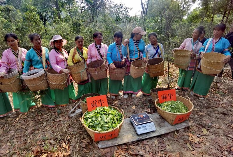 有关于普洱思茅：茶旅深度融合 打造乡村振兴的“老安寨样本”的相关信息(9)