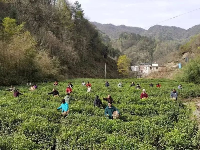 关于茅坪镇：一片叶子撬动一个产业 带富一方百姓的相关信息