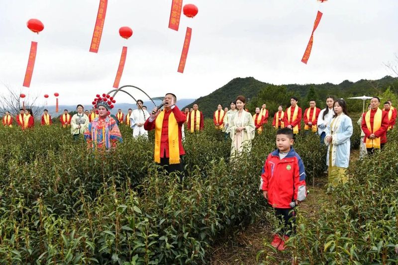 关于做强政和白茶，第五届政和白茶开茶节举办的相关内容(9)