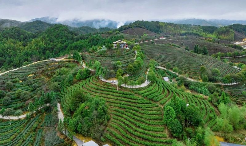 关于做强政和白茶，第五届政和白茶开茶节举办的相关内容(4)