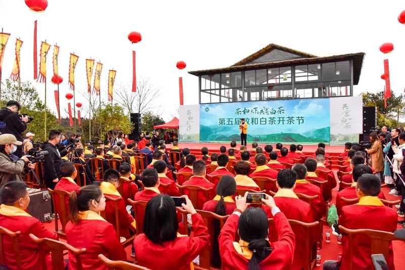 关于做强政和白茶，第五届政和白茶开茶节举办的相关内容(1)