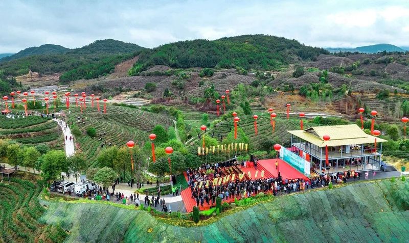 关于做强政和白茶，第五届政和白茶开茶节举办的相关内容