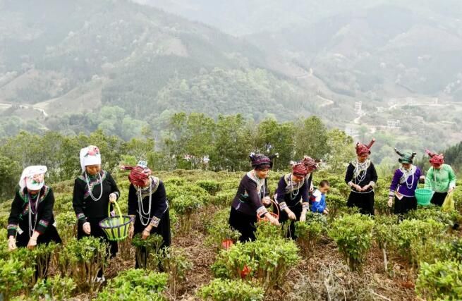 关于文山多地春茶开采的相关信息(1)