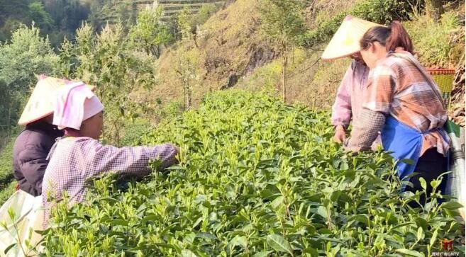 关于文山多地春茶开采的相关信息