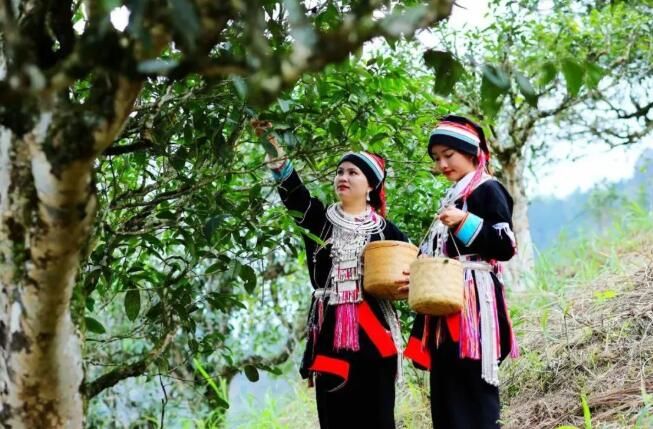 关于文山多地春茶开采的相关信息(3)