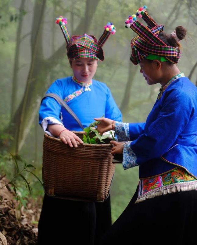 关于文山多地春茶开采的相关信息(2)