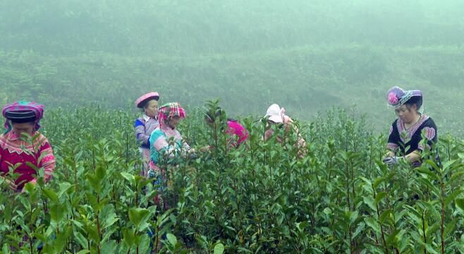 关于文山多地春茶开采的相关信息(4)