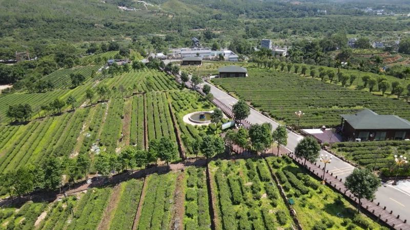 有关于海丰莲花山绿茶清前茶上市 茶企茶农合作共赢的相关内容(7)