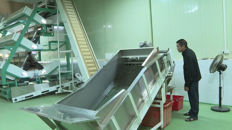 有关于海丰莲花山绿茶清前茶上市 茶企茶农合作共赢的相关内容(2)