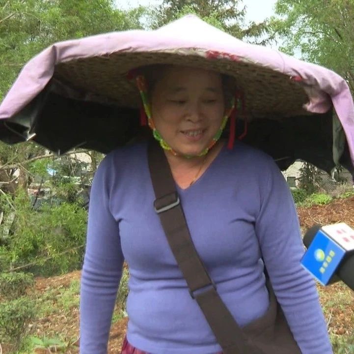 有关于海丰莲花山绿茶清前茶上市 茶企茶农合作共赢的相关内容(6)