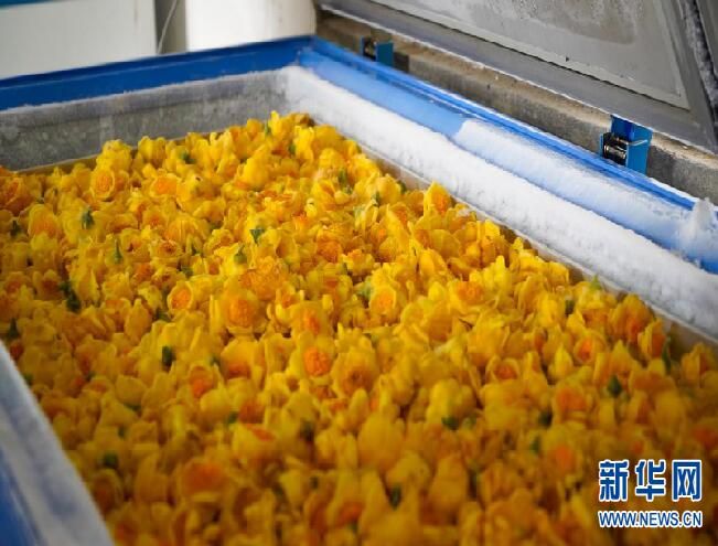 关于金花茶：金色花儿里的“幸福味道”的相关内容(2)