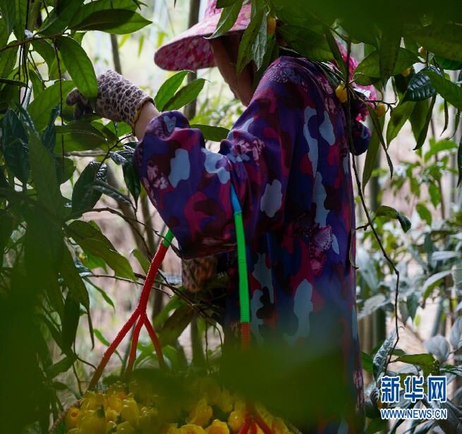 关于金花茶：金色花儿里的“幸福味道”的相关内容(1)