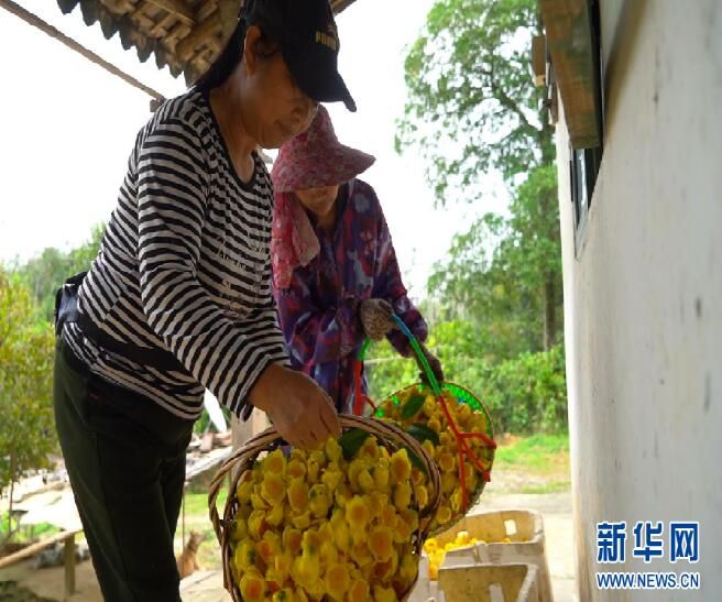 关于金花茶：金色花儿里的“幸福味道”的相关内容(3)