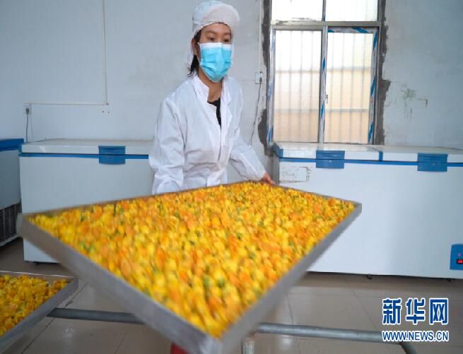 关于金花茶：金色花儿里的“幸福味道”的相关内容(5)