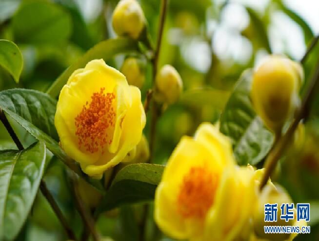 关于金花茶：金色花儿里的“幸福味道”的相关内容