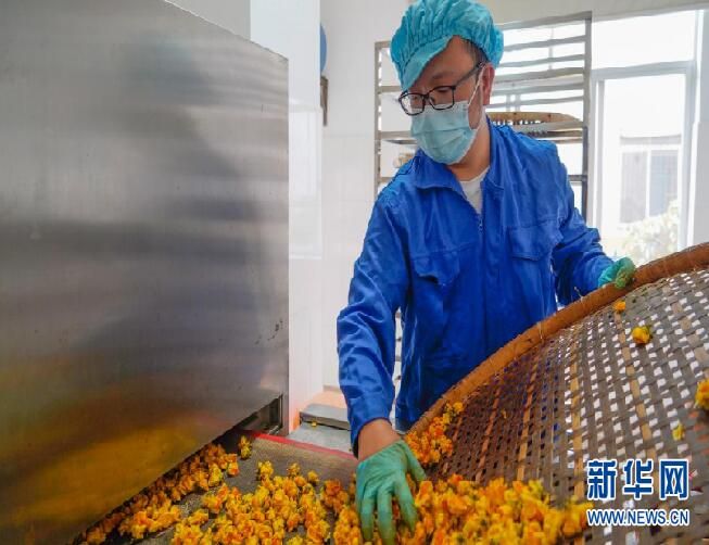 关于金花茶：金色花儿里的“幸福味道”的相关内容(4)