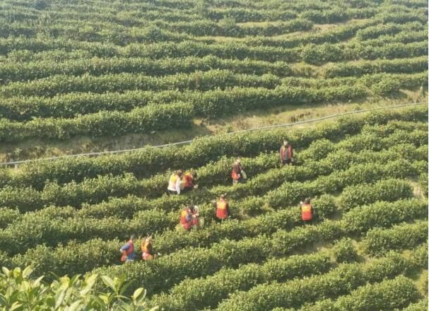 关于茶产业总值超2.75亿元 莲都“科技茶”长成“致富树”的新闻(1)