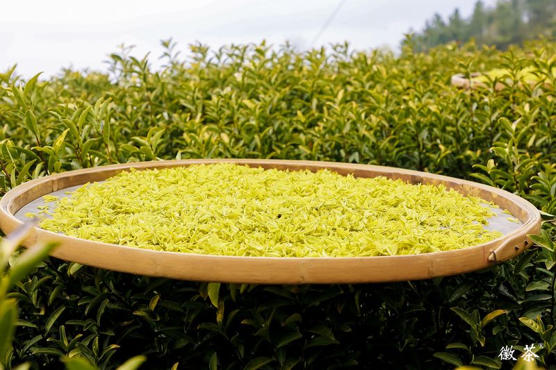 有关于2023广德黄金芽开采节隆重举行的最新消息(8)