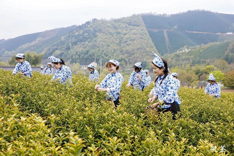 有关于2023广德黄金芽开采节隆重举行的最新消息(9)