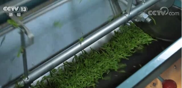 有关于浙江杭州万亩茶园茶飘香 茶产业成为当地支柱产业的相关信息(1)