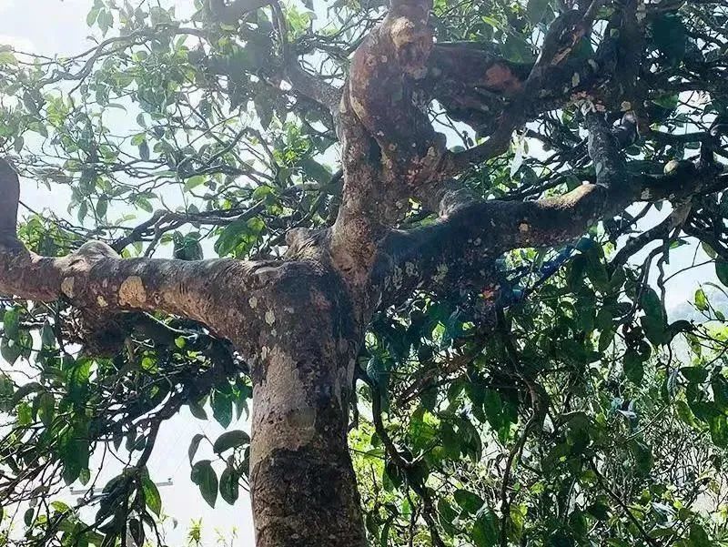 关于冰岛1485古茶园”开采仪式暨云南首家区块链技术与北斗卫星定位春茶质量保荐溯源启动仪式在双江县冰岛老寨举行的消息(2)