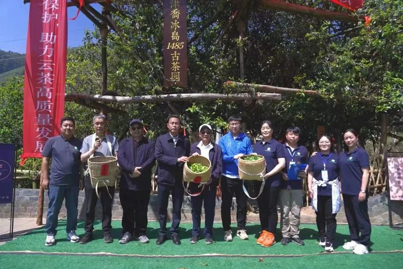 关于冰岛1485古茶园”开采仪式暨云南首家区块链技术与北斗卫星定位春茶质量保荐溯源启动仪式在双江县冰岛老寨举行的消息(1)