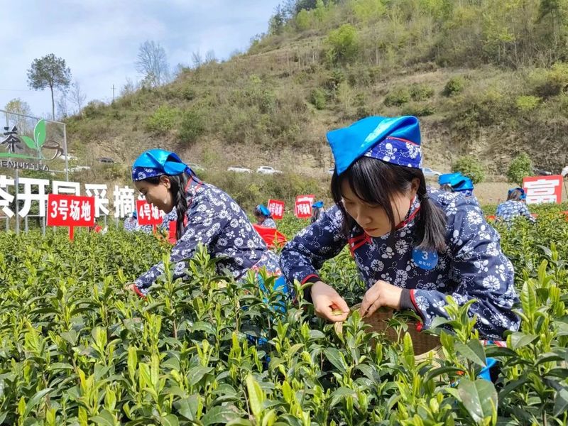 有关于瀛湖镇第二届春茶开园采摘活动开幕！的信息(12)