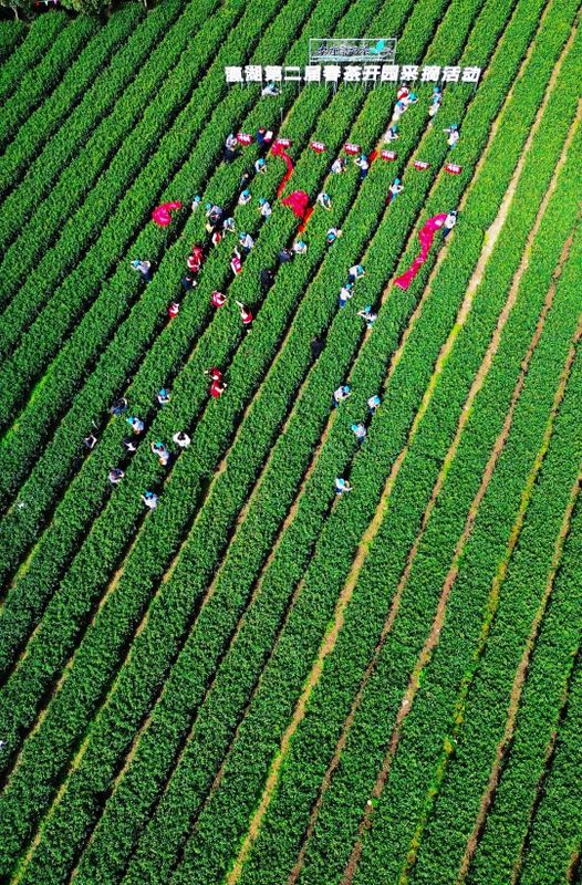 有关于瀛湖镇第二届春茶开园采摘活动开幕！的信息(10)