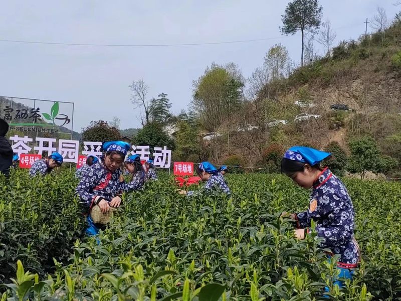 有关于瀛湖镇第二届春茶开园采摘活动开幕！的信息(13)