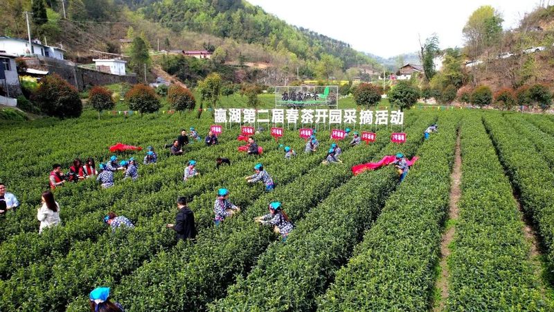 有关于瀛湖镇第二届春茶开园采摘活动开幕！的信息(11)