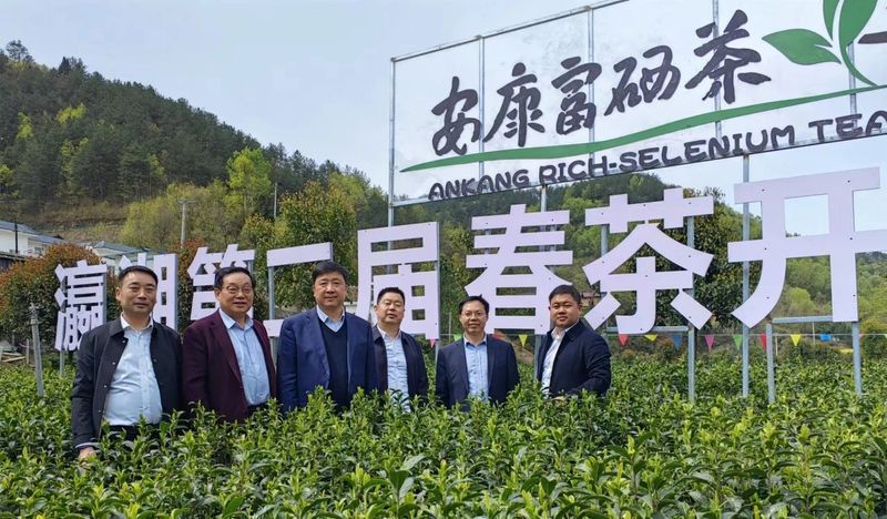 有关于瀛湖镇第二届春茶开园采摘活动开幕！的信息(2)