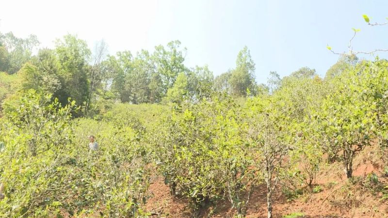 有关于三月春茶绿，景谷县“酸枣树”茶开采啦！的新闻(12)