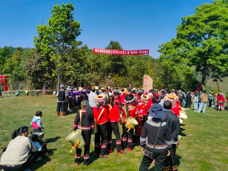 有关于三月春茶绿，景谷县“酸枣树”茶开采啦！的新闻