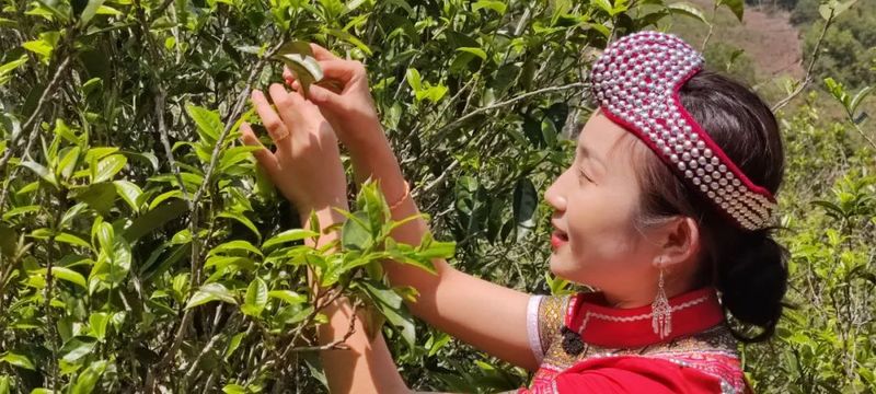 有关于三月春茶绿，景谷县“酸枣树”茶开采啦！的新闻(5)