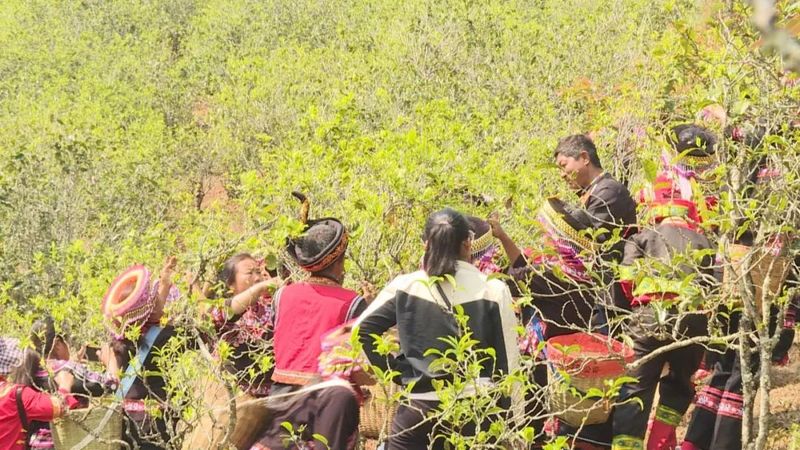 有关于三月春茶绿，景谷县“酸枣树”茶开采啦！的新闻(7)