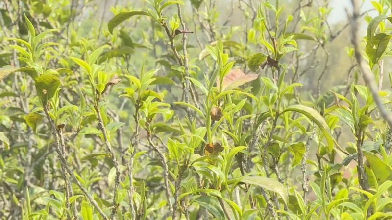 有关于三月春茶绿，景谷县“酸枣树”茶开采啦！的新闻(9)