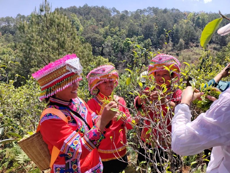 有关于三月春茶绿，景谷县“酸枣树”茶开采啦！的新闻(4)