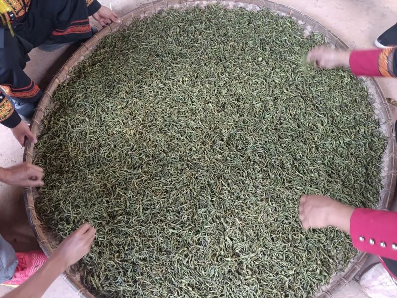 有关于三月春茶绿，景谷县“酸枣树”茶开采啦！的新闻(10)