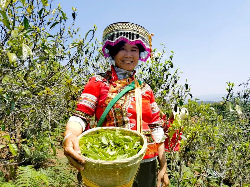 有关于三月春茶绿，景谷县“酸枣树”茶开采啦！的新闻(8)