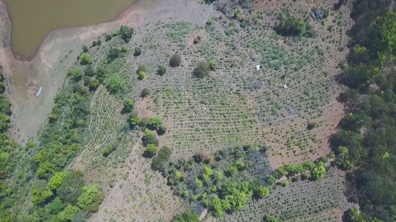 有关于三月春茶绿，景谷县“酸枣树”茶开采啦！的新闻(13)