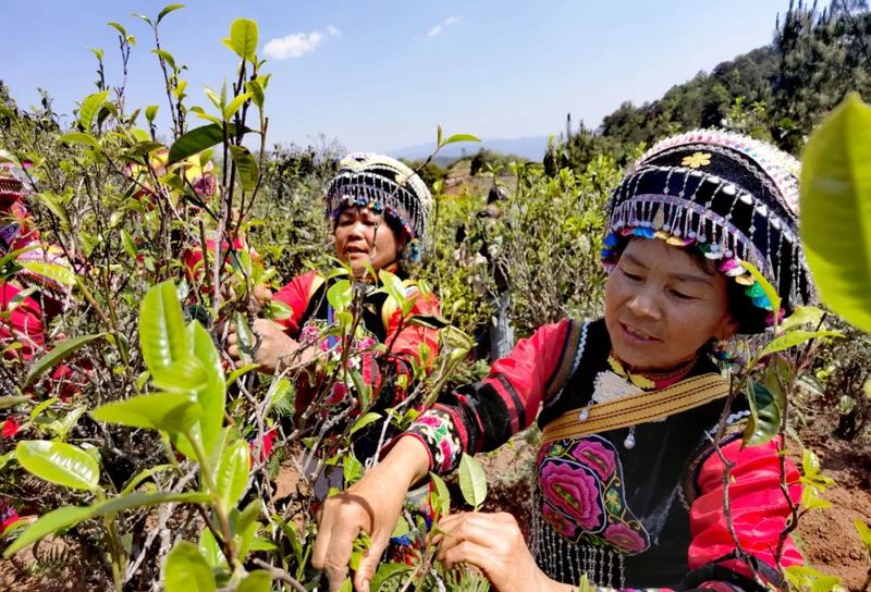 有关于三月春茶绿，景谷县“酸枣树”茶开采啦！的新闻(6)
