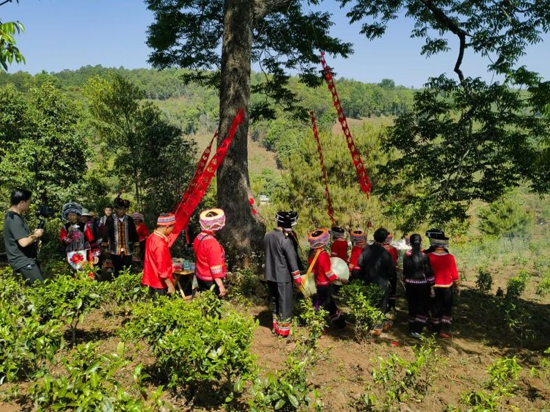 有关于三月春茶绿，景谷县“酸枣树”茶开采啦！的新闻(2)