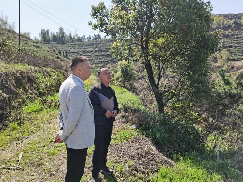 关于杨垸村：一片茶叶背后的乡村振兴之路的信息(2)