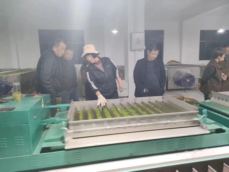 关于杨垸村：一片茶叶背后的乡村振兴之路的信息(4)