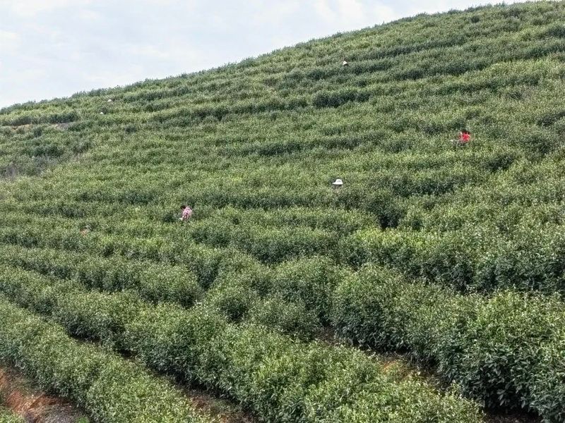 关于杨垸村：一片茶叶背后的乡村振兴之路的信息