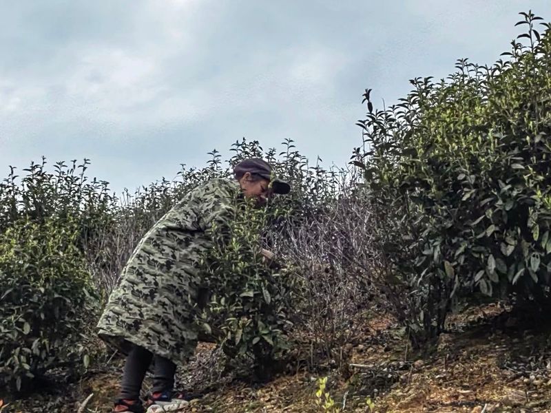 关于杨垸村：一片茶叶背后的乡村振兴之路的信息(3)