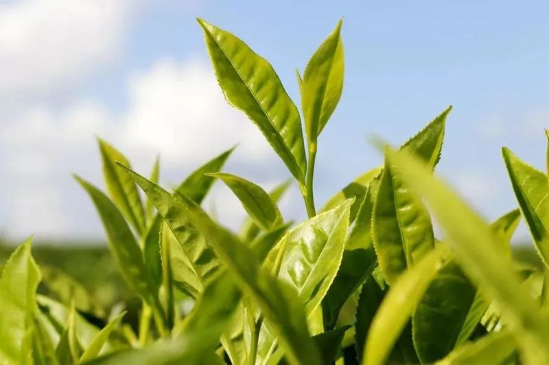 关于封关运作关键之年，海南这个宝藏茶区藏不住了！的信息(1)